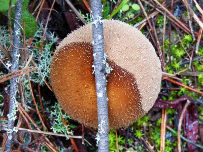 Moss lycoperdon perlatum wolf fart