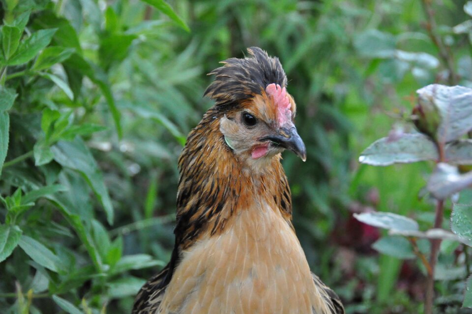 Poultry garden cock