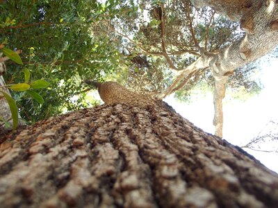 Wood nature