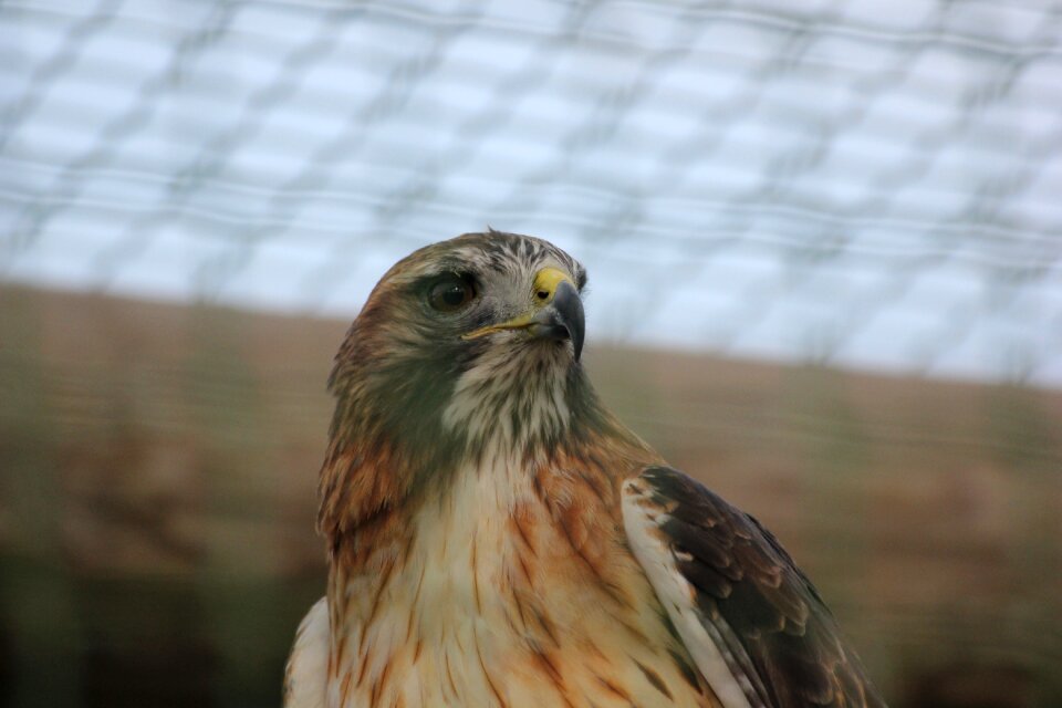Bird predator aquila