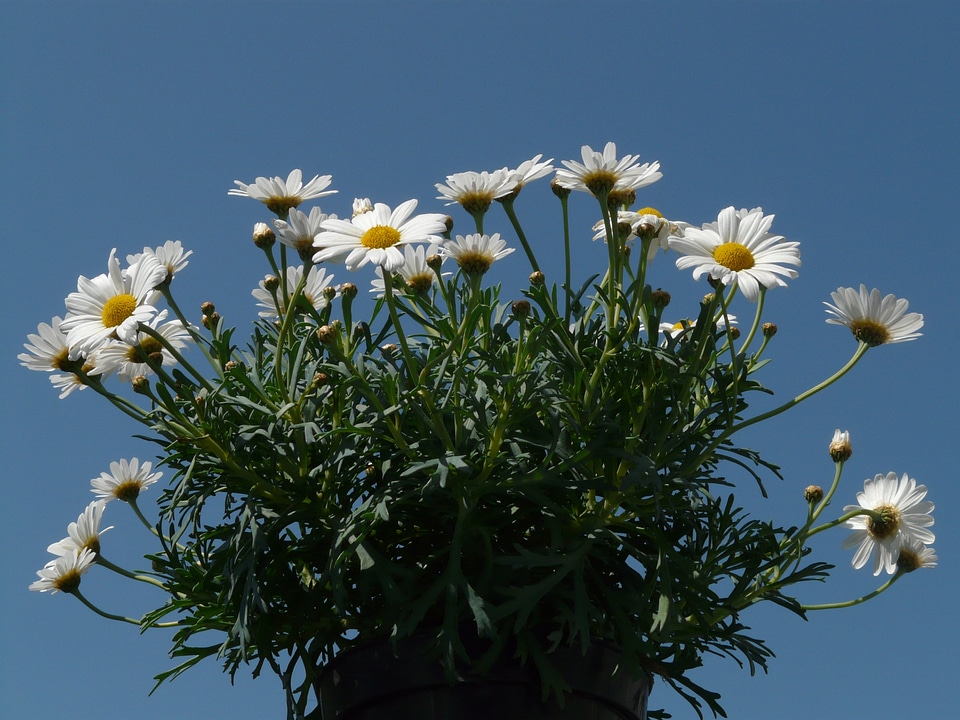 Ornamental plant blossom bloom
