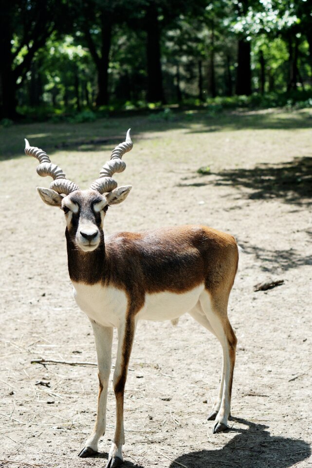 Country park herbivore