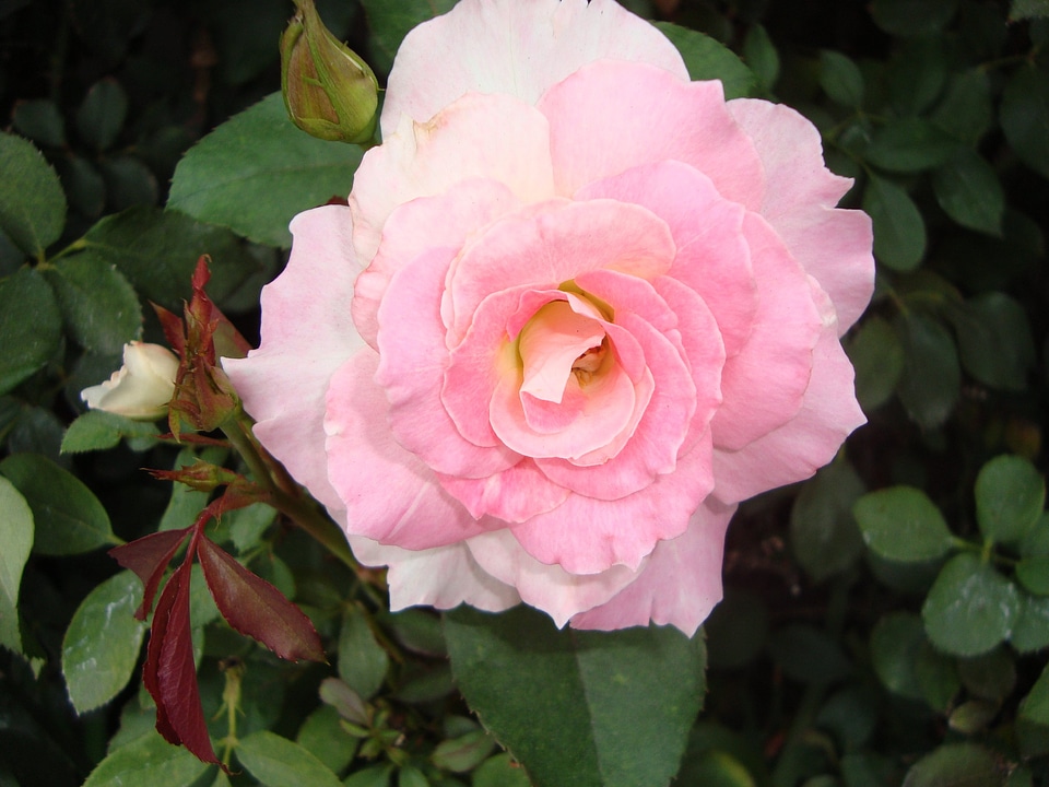 Rosa flower red