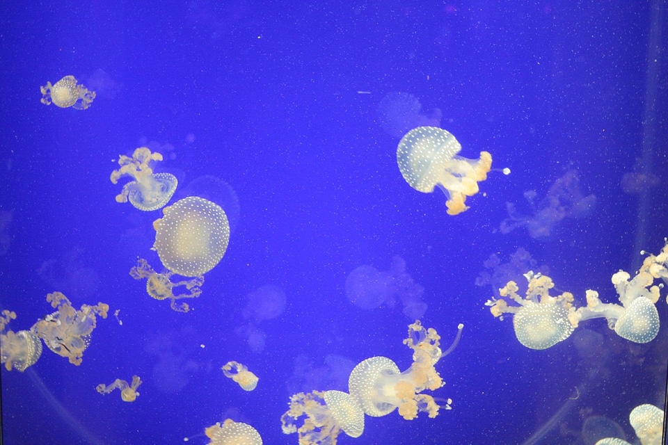 Underwater aquatic aqua