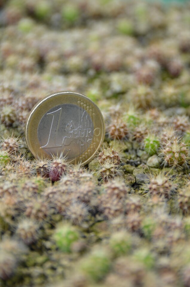 Young plants rearing subtropical