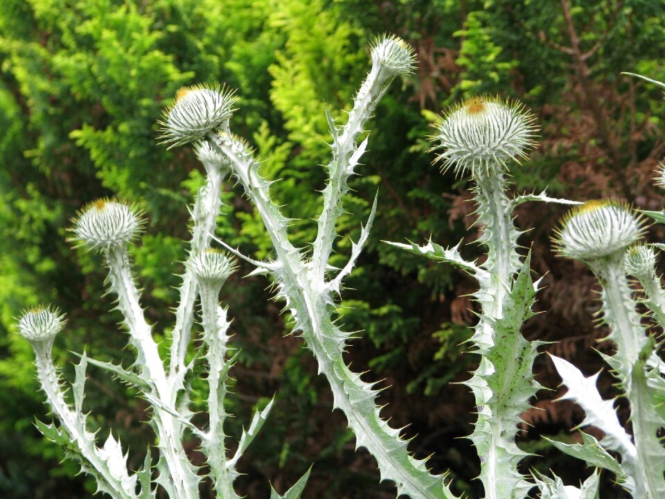 Plant composite garden