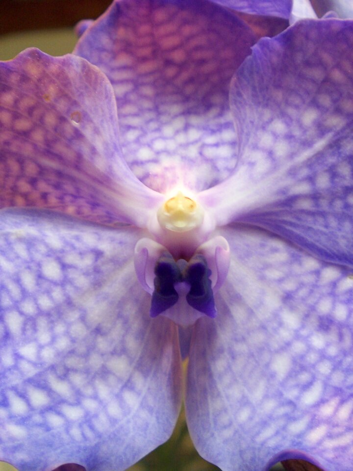 Purple flower flowers nature
