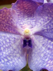 Purple flower flowers nature