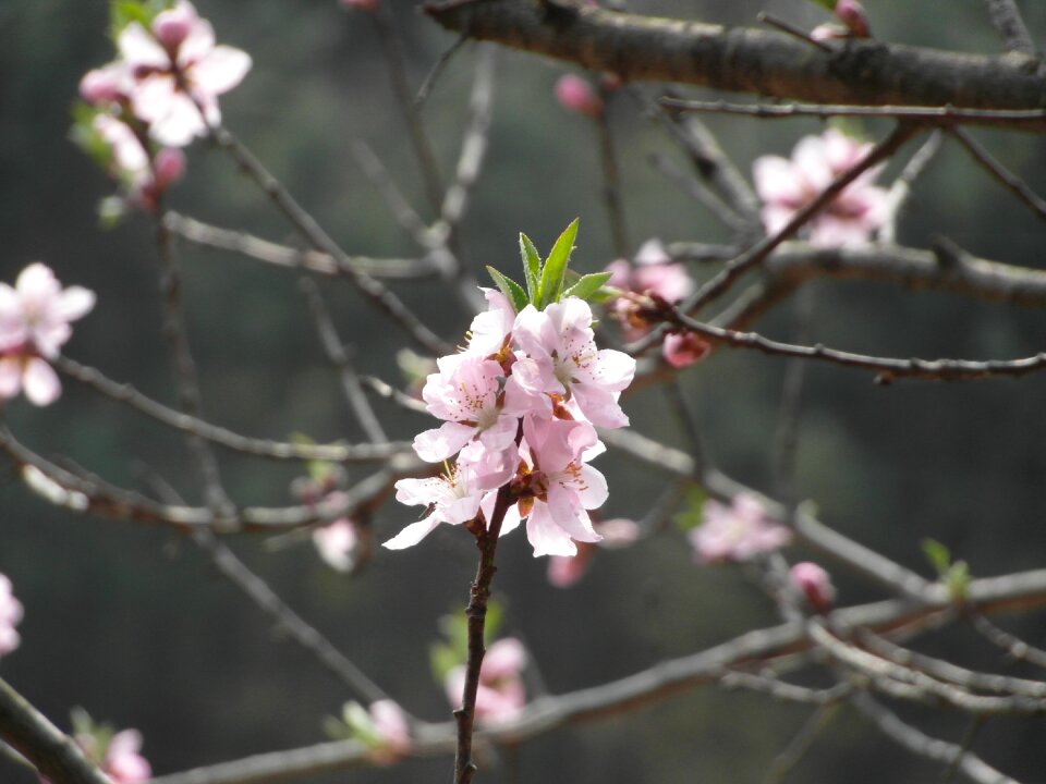 Flowers spring joy