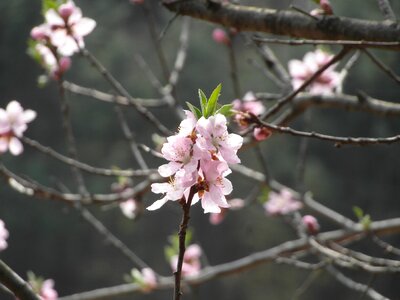 Flowers spring joy