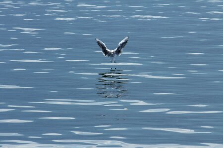 Water bird seagull animal photo