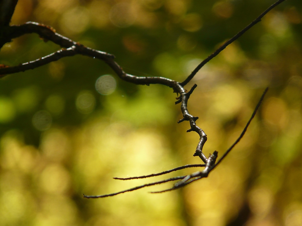 Forest bokeh macro photo