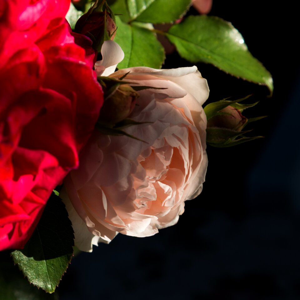Flowers beautiful flowers beautiful