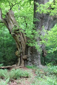 Oak nature oak tree