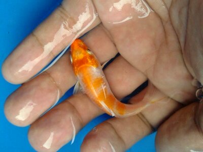 Koi garden how to keep koi