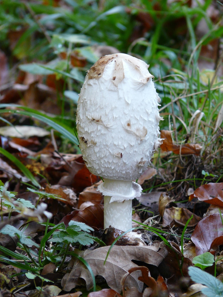 Coprinus comatus asparagus mushroom porcelain comatus
