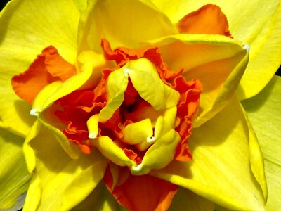 Spring flower narcissus photo