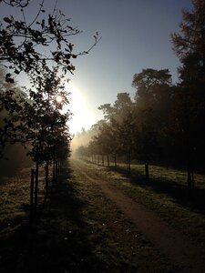 Trees path landscape
