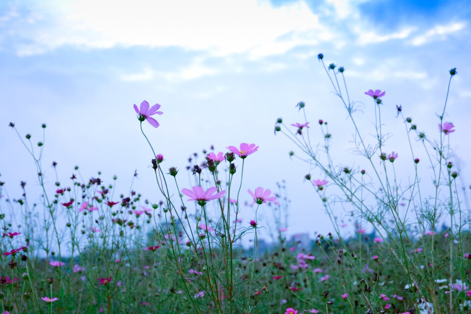 Aroma fragrance open country