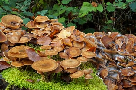 Baumschwamm forest mushrooms forest