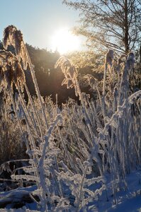 Frozen winter sunrise
