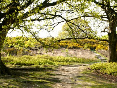Tree nature path