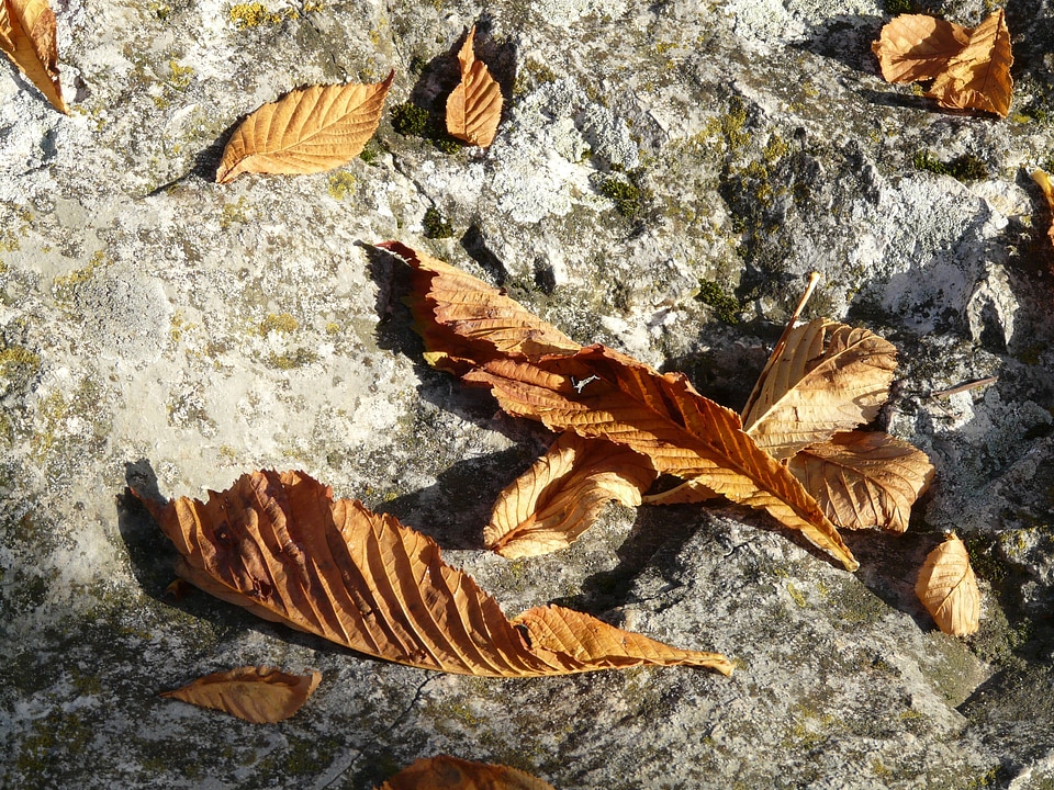 Autumn fall leaves chestnut leaves