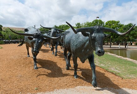 Steers cattle statues