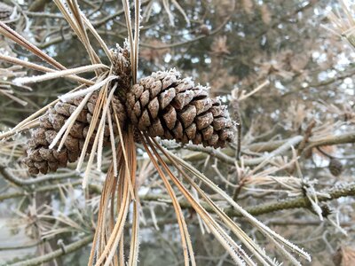 Tree winter nature photo