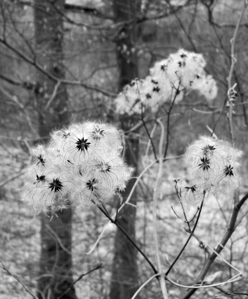 Faded nature close up