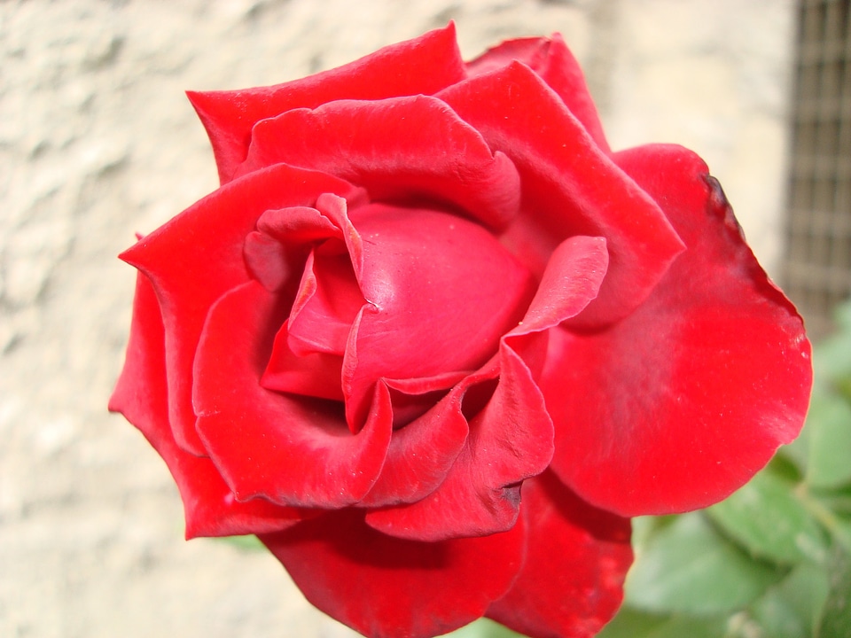 Flower red red rose