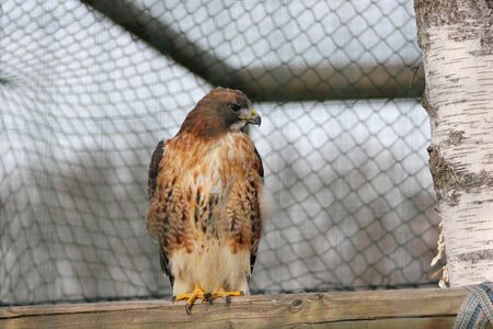 Bird predator aquila