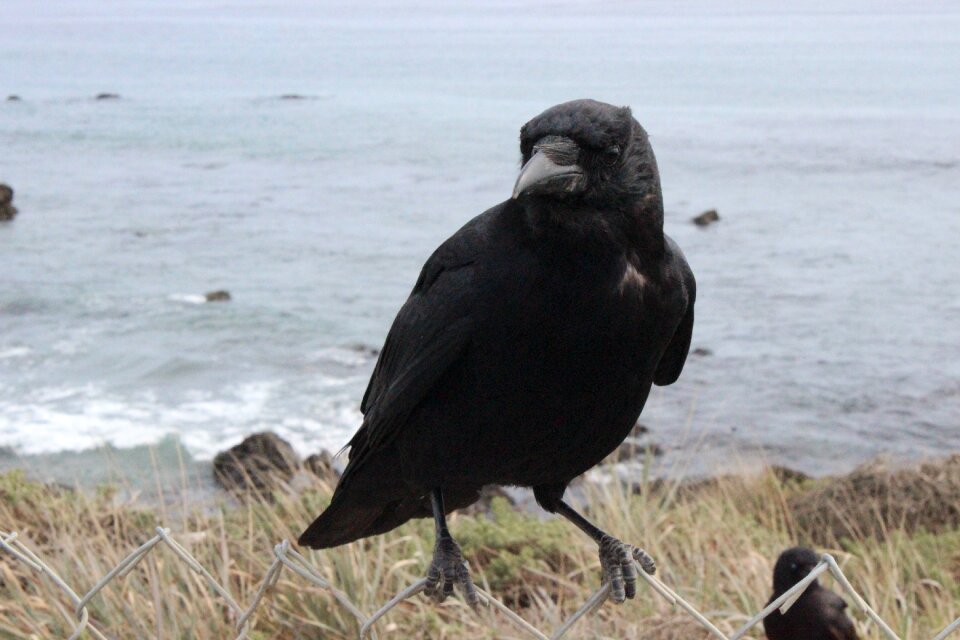 Dark wildlife wild
