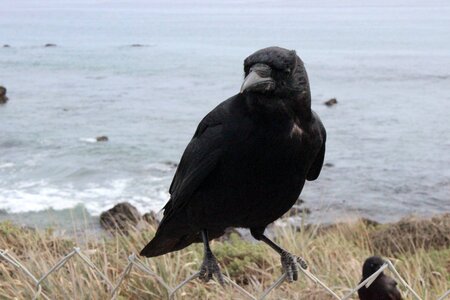 Dark wildlife wild