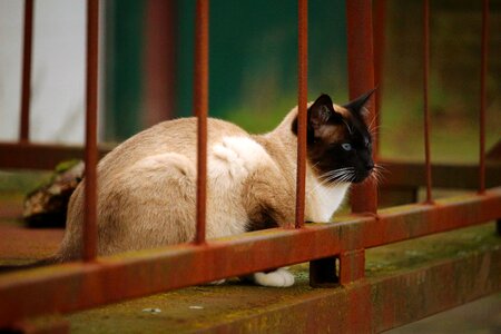 Rust grid siamese photo