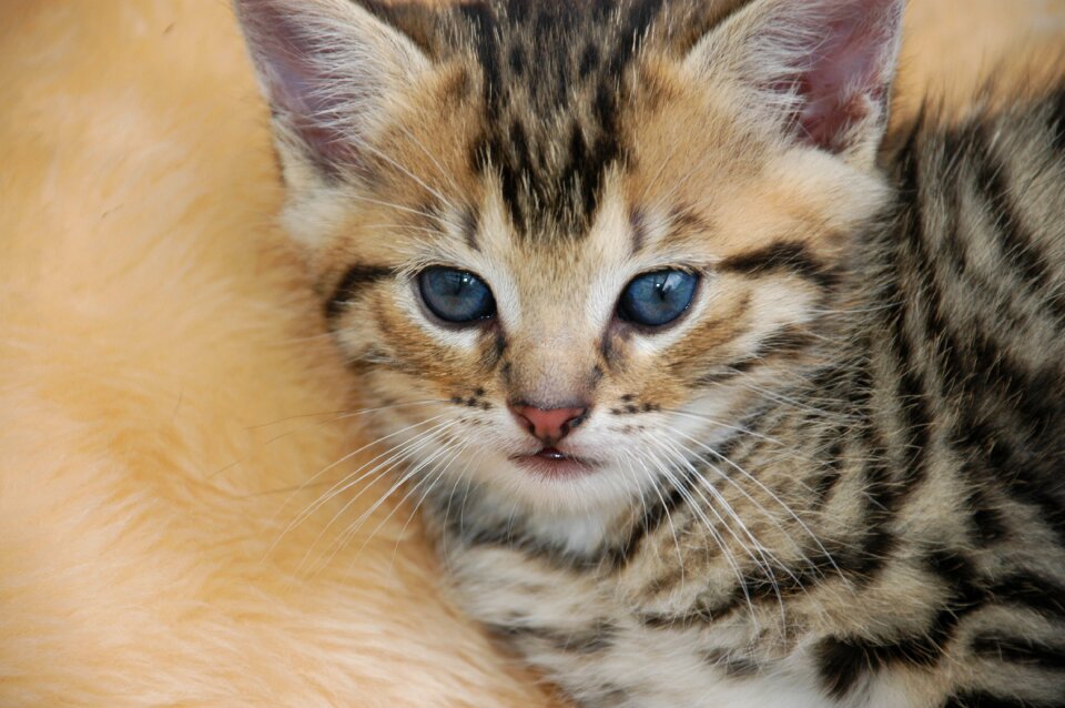 Cat's eyes kitten domestic cat