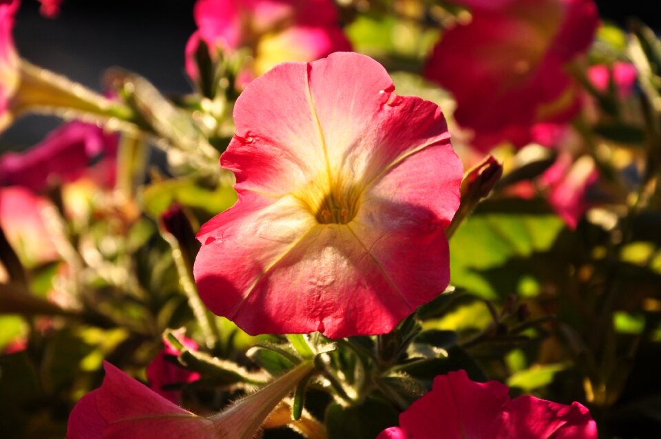 Floral blossom summer