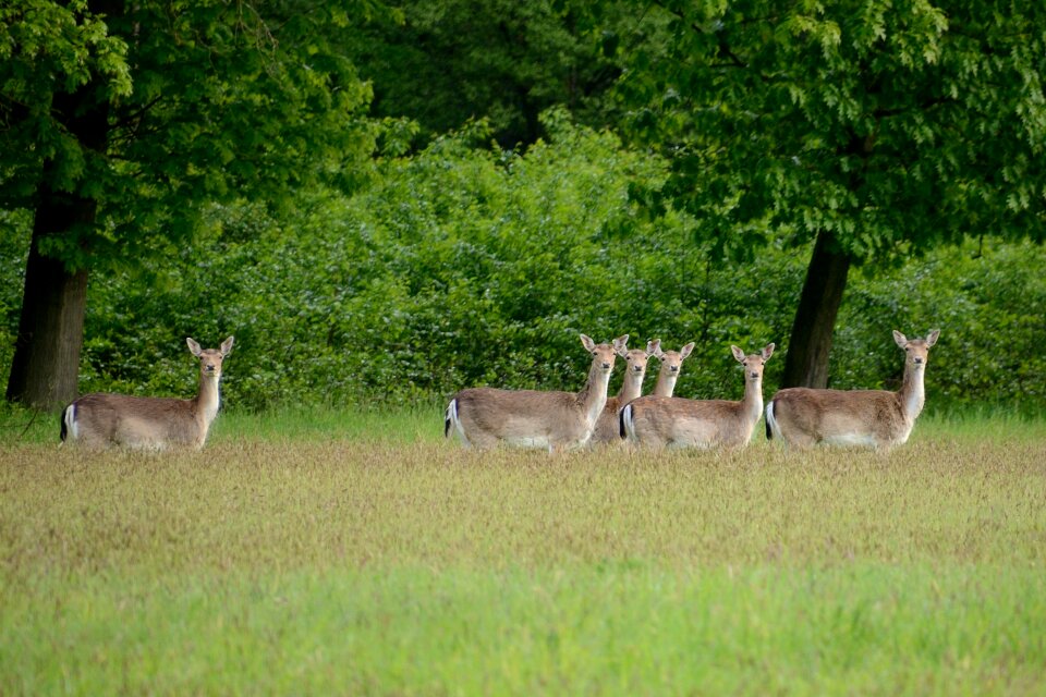 Hirschsprung hinds duvenstedter brook