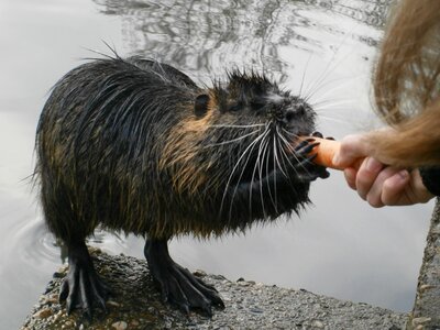 Eating cute wet photo