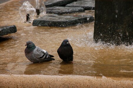 Water bird bath birds
