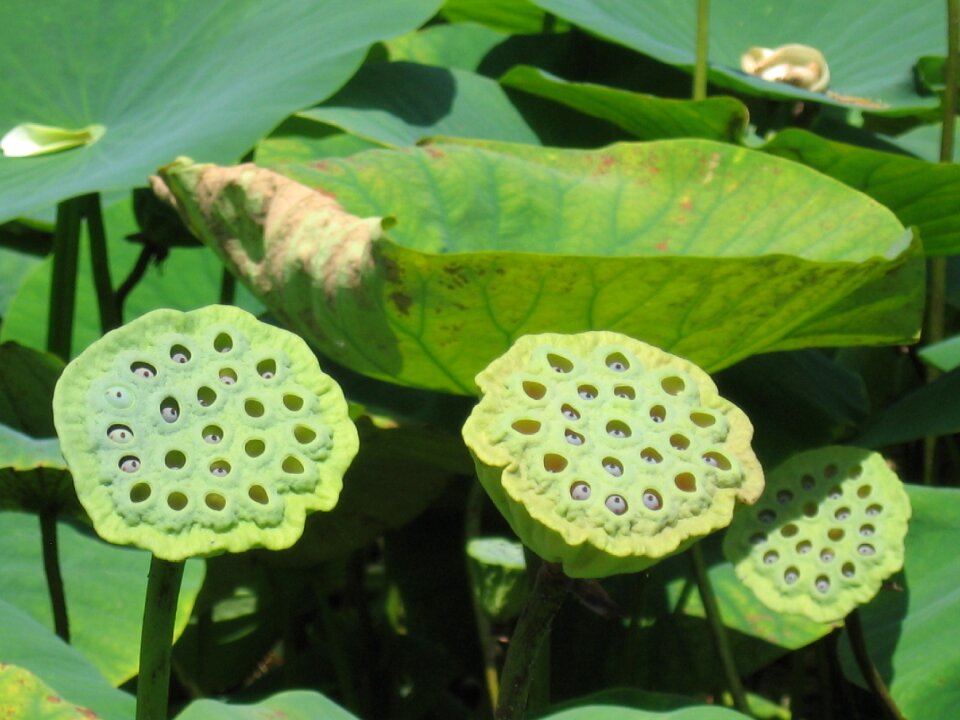 Nature water plants pond