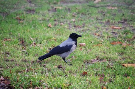 Grass bird the raven
