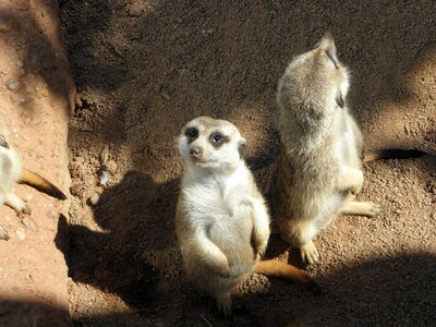 Meerkat zoo africa