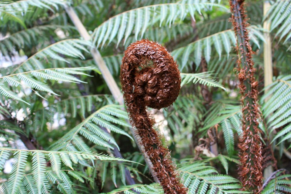 Growth native green news