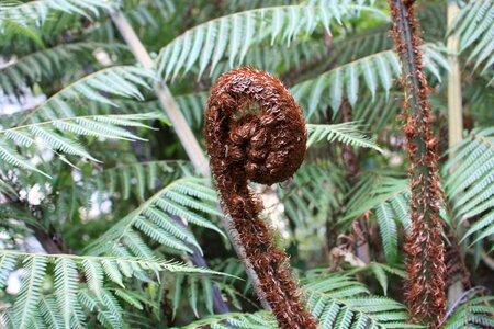 Growth native green news