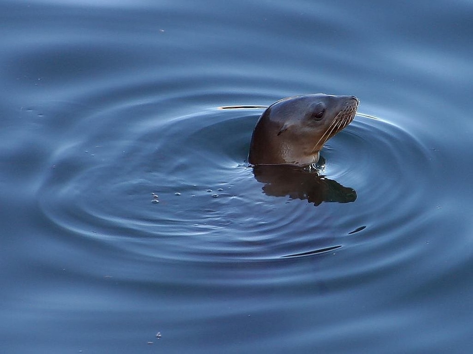 Seals animal water creature photo