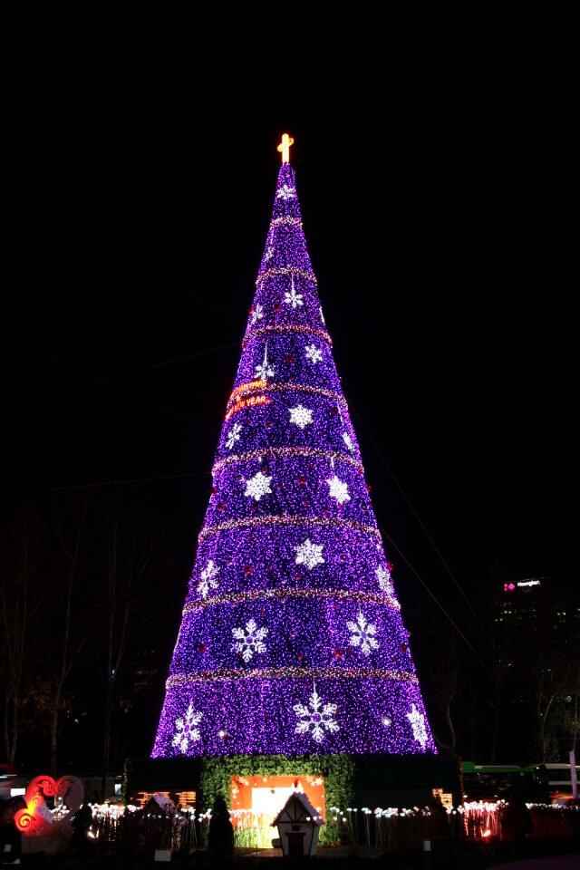 Night view tree purple