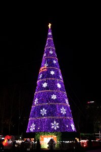 Night view tree purple