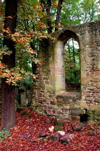 Burgruine forest nature