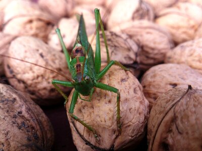 Locusts summer orzerch